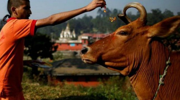 गाय को राष्ट्रीय पशु घोषित करे सरकार, गोहत्यारों को मिले उम्र कैद - राजस्थान हाईकोर्ट