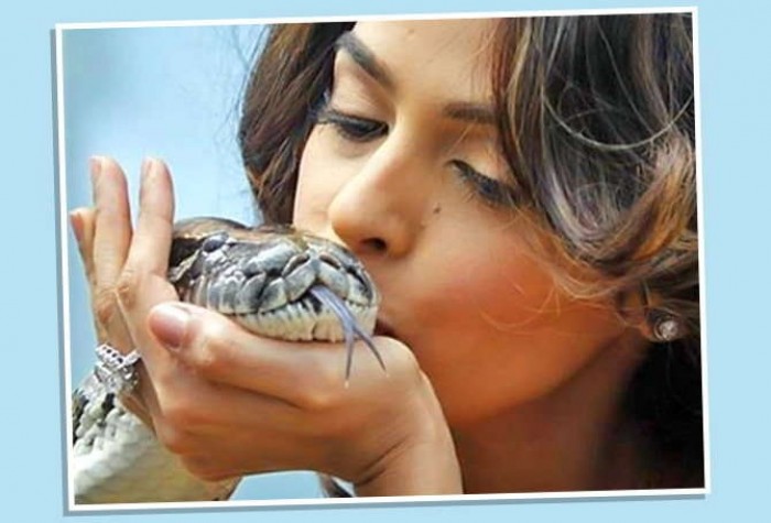 इंदौर में नशे के लिए हो रहा कोबरा के जहर का प्रयोग, लड़कियां भी है एडिक्टेड 