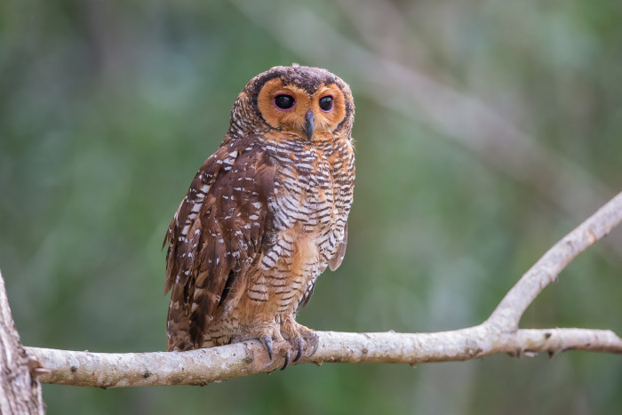 10 Beautiful Owl Breeds Who You Want To Pet