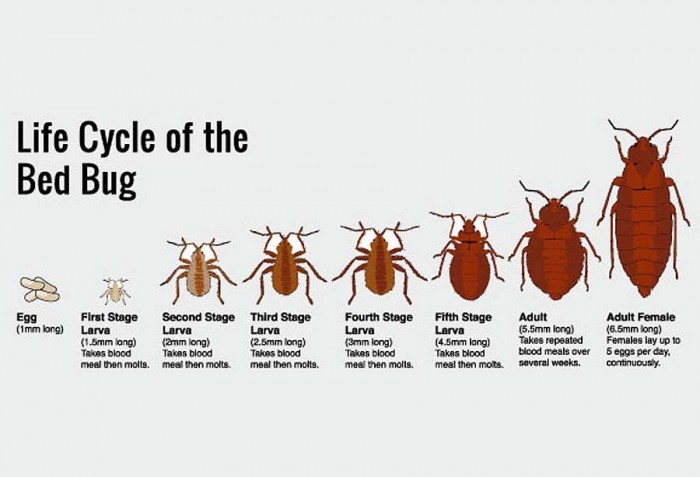 10 Best And Effective Ways To Kill Bed Bugs