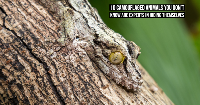10 Camouflaged Animals That are the Masters of Their Surroundings