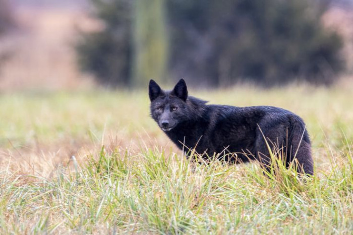 10 Clever Ways To Spot A Black Coyote