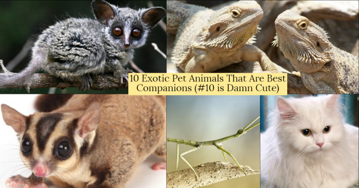 10 Exotic Pet Animals That Are Best Companions (#10 is Damn Cute)