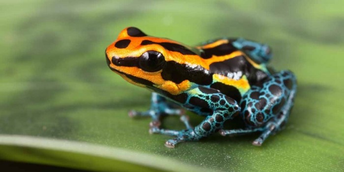 10 Facts About Beautiful & Deadly Poison Dart Frogs