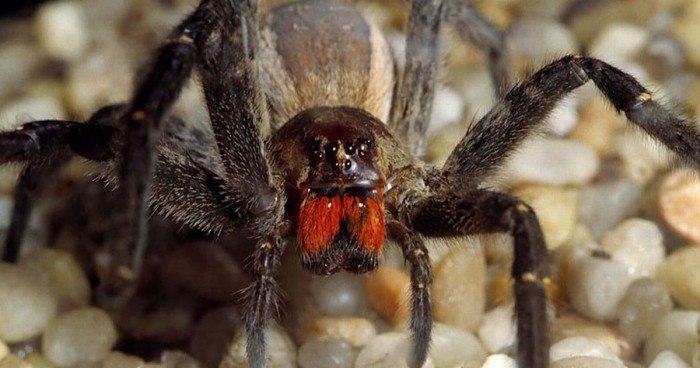 10 Facts About The Real Monster Brazilian Wandering Spider