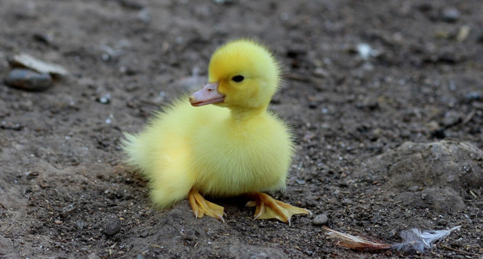 10 Horrifying Facts About Ducks You Might Not Know