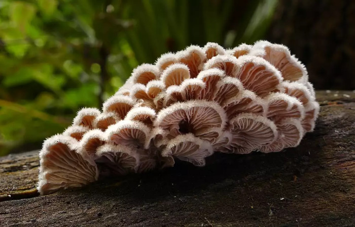 10 Interesting Facts About Fungi You Probably Might Not Know