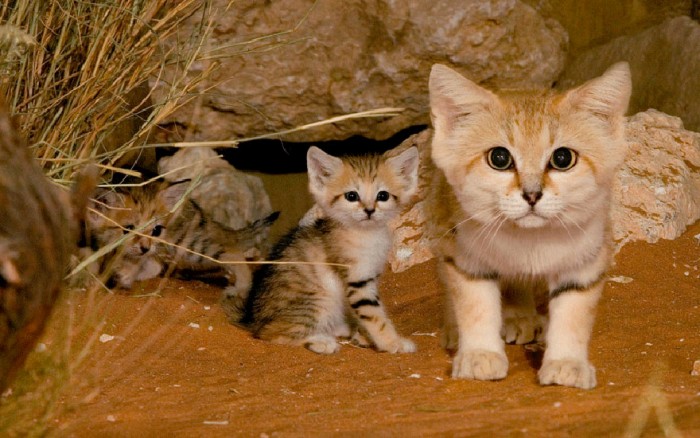 10 Interesting Facts About Sand Cats