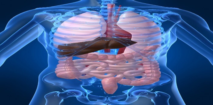10 Largest Organs In Human Body