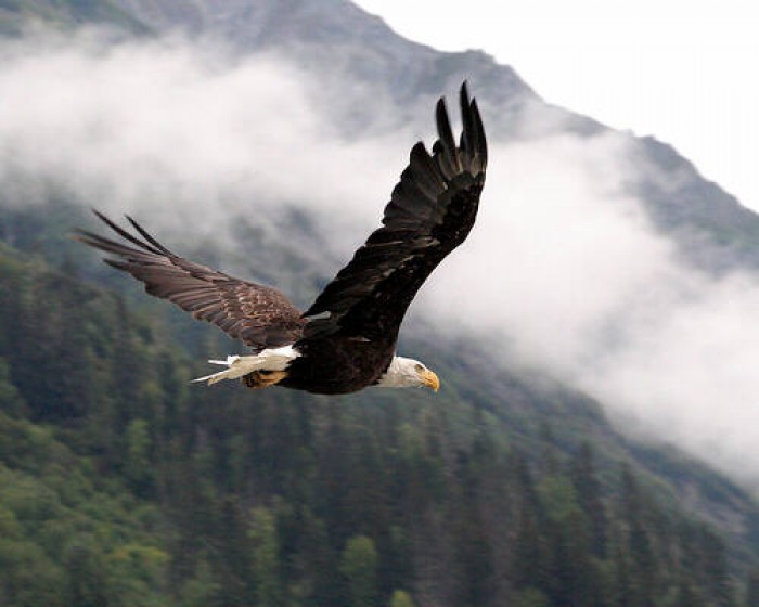 10 Lesser Known Facts About Bald Eagle