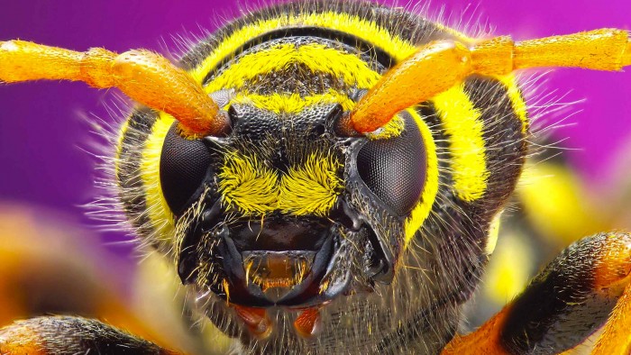 10 Most Annoying Insects you Have Ever Seen
