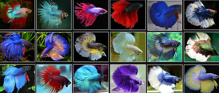 10 Of The Most Fascinating Facts About The Beautiful Siamese Fighting Fish