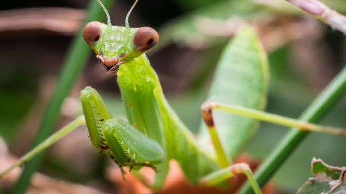 10 Smallest Insects in The World (Including Gentle Beauties or Dangerous One)