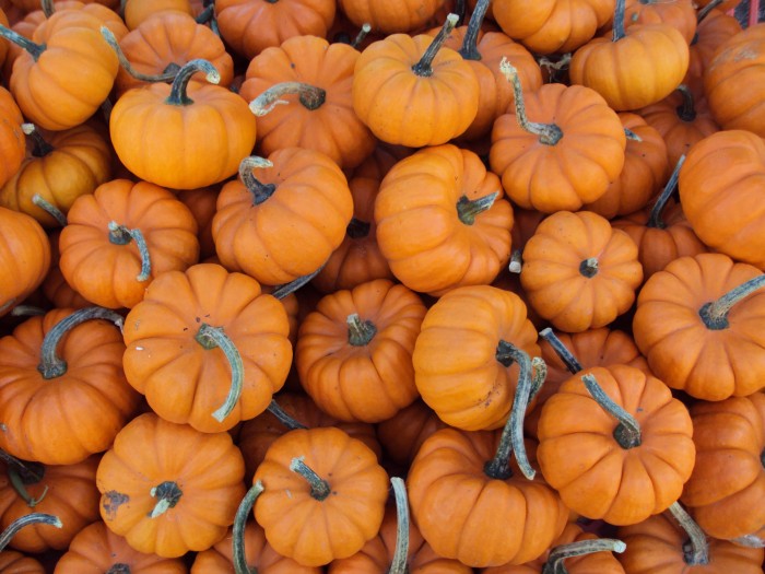 10 Strange Facts About Pumpkin Your School Teacher Won’t Tell You