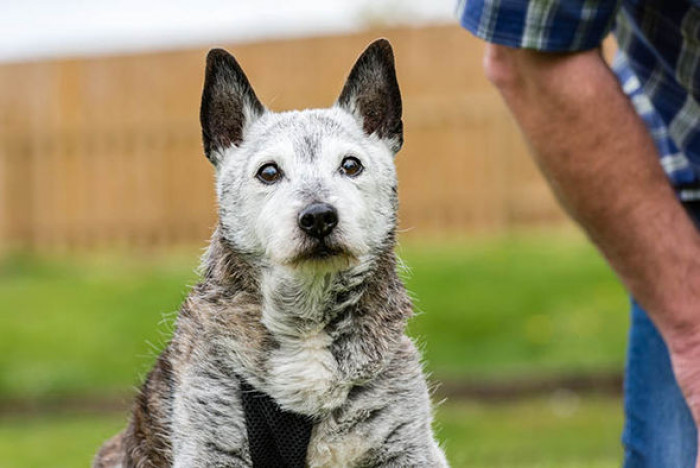 5 Things You Should Know About Charlie The Oldest Living Dog