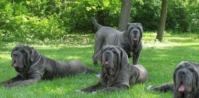 10 Wow Worthy Giant Dog Breeds - Get Your Eyes Ready To Watch Them 