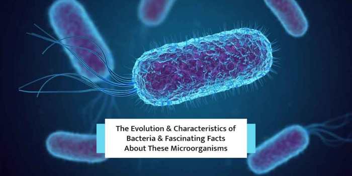 11 Bacteria Facts That Would Give You Insight into the Life of These Microorganisms