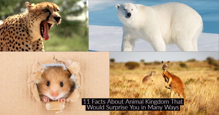 11 Facts about the Animal Kingdom Your Teacher Never Told You in School