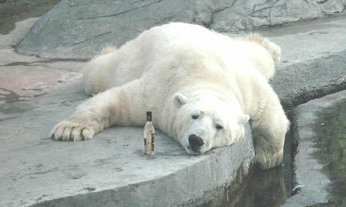 11 Notorious Animals Who Get Crazily Drunk