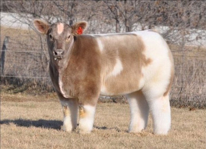 15 Things About Fluffy Cow That Internet Did Not Tell You