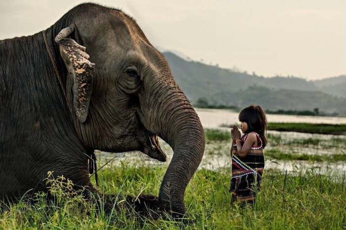 12 Interesting Facts About the Majestic Asian Elephant