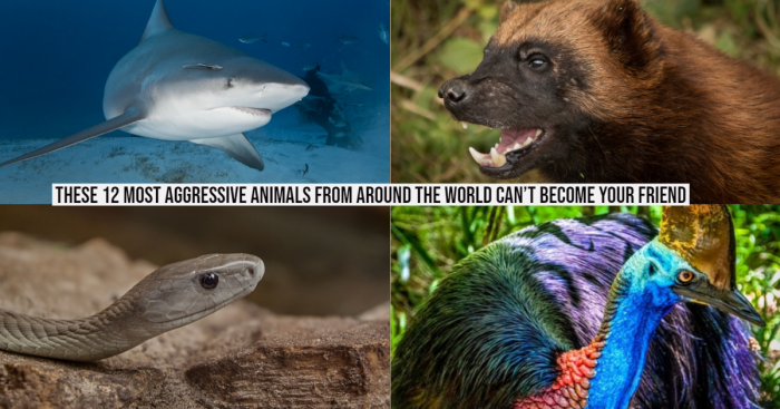 12 Most Aggressive Animals in the World That are Downright Deadly