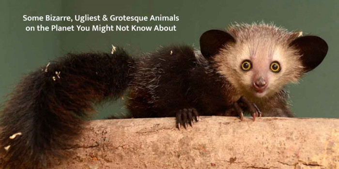  12 Most Bizarre Animals You May Have Never Spotted Around You