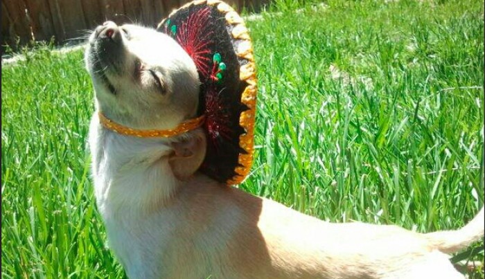 13 Dogs Who Don't Care About Modern World Dog Trends