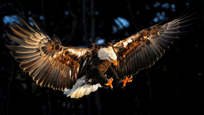 14 Birds With Creepiest Sounds You Never Want To Hear Alone