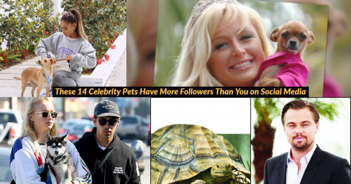 14 Celebrity Pets That Are Richer Than You and Are Leading a Lavish Life