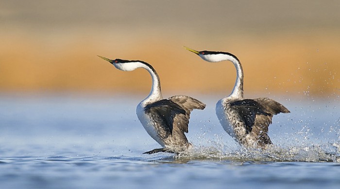 14 Super Weird Bird Mating Dances & Rituals That Will Make You Uneasy