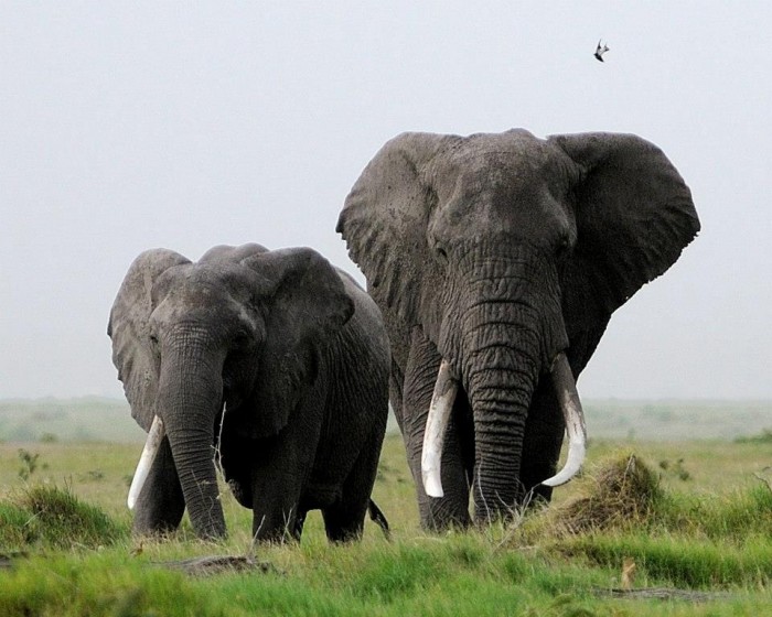 15 Astounding Facts About Fierce African Elephants