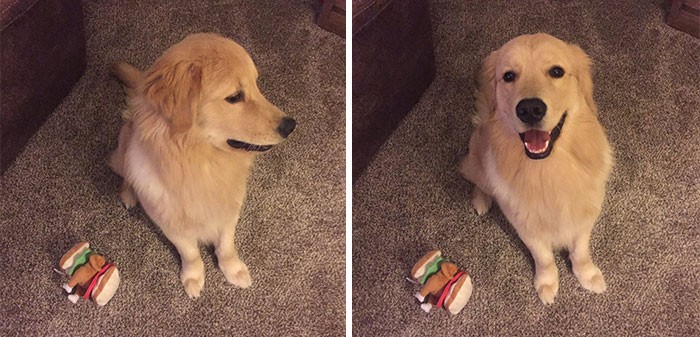 15 Before & After Pictures Of Pets On Being Called A Good Boy