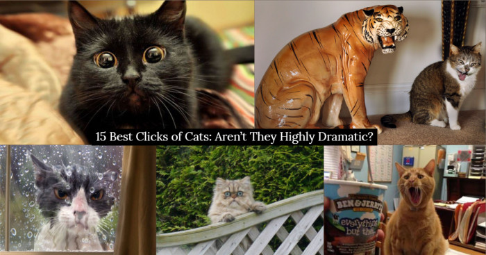 15 Best Clicks of Cats: Aren’t They Highly Dramatic?