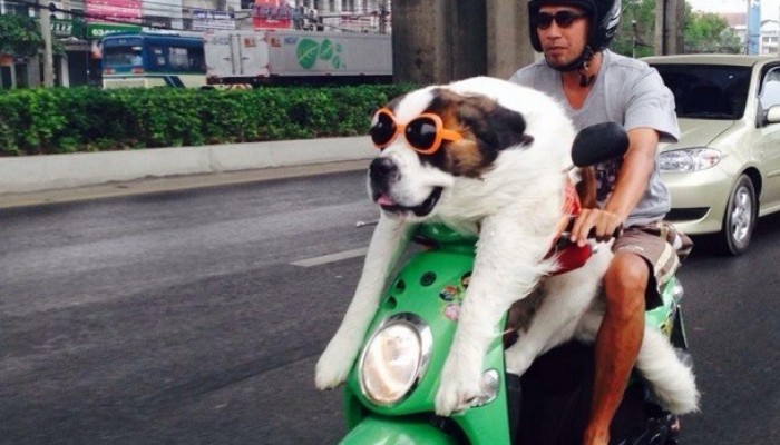 15 Funniest and Crazy Things that are Carried on Fashionable Bikes