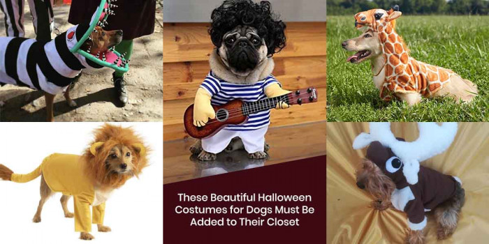 16 Best Halloween Costumes for Dogs That Must Be Added to Their Closet