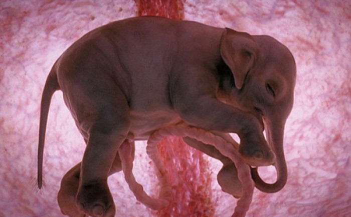 17 Beautiful Images of Baby Animals Inside The Womb