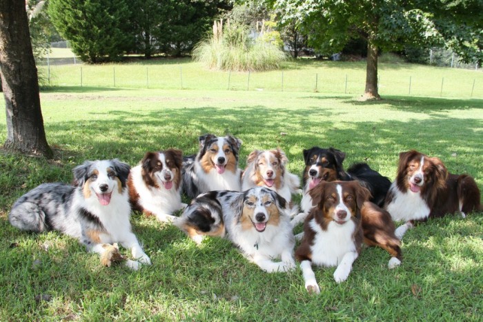 20 Facts About Australian Shepherd