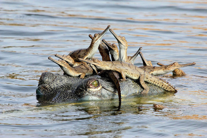 42 Baby Animals With Their Parents That Capture Everyone's Heart