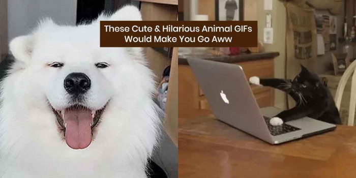 50+ Animal GIFs That Prove Animals are the Cutest Creatures on Earth