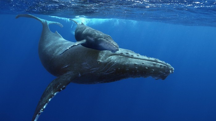 5 Endangered Whales That Are Soon Going To Be Part Of History