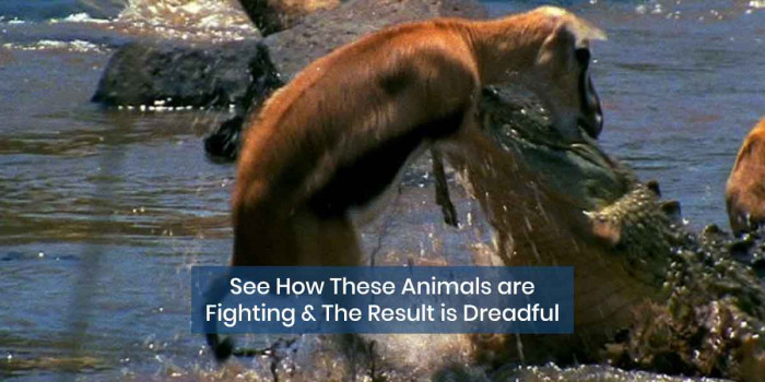 5 Frightful Clips of Aggressive & Dangerous Animal Fights - (Videos)
