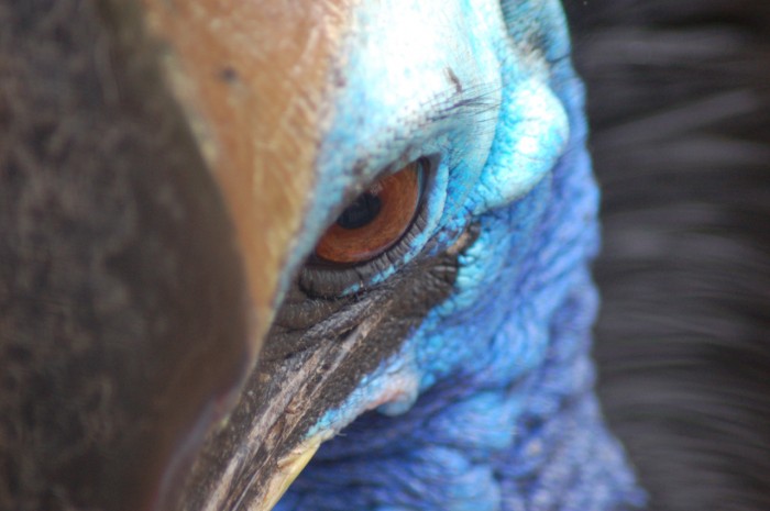 5 Most Dangerous Birds That Could Strike You to Death