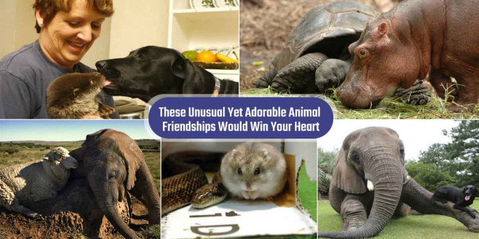 5 Unbelievable Animal Friendships That Go Against All Odds 