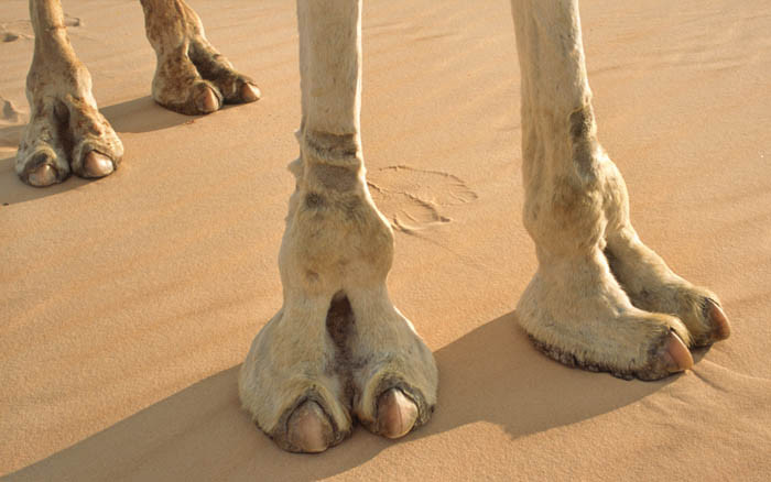 6 Amazing Things We Should Learn From Camel Feet