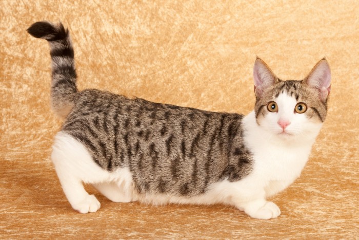 6 Facts About the Cute & Controversial Munchkin Cat