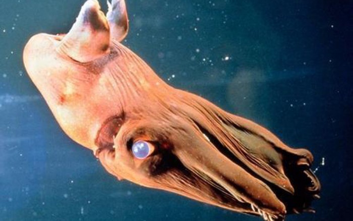 7 Amazing Facts About The Mysterious “Vampire Squid” From Deep Sea