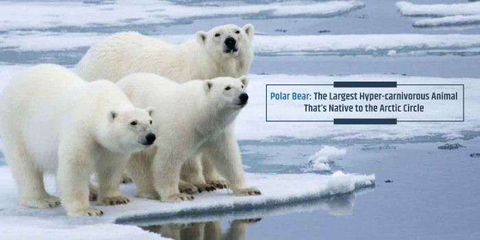 7 Fascinating Facts About the Wonderfully Fluffy Polar Bear 