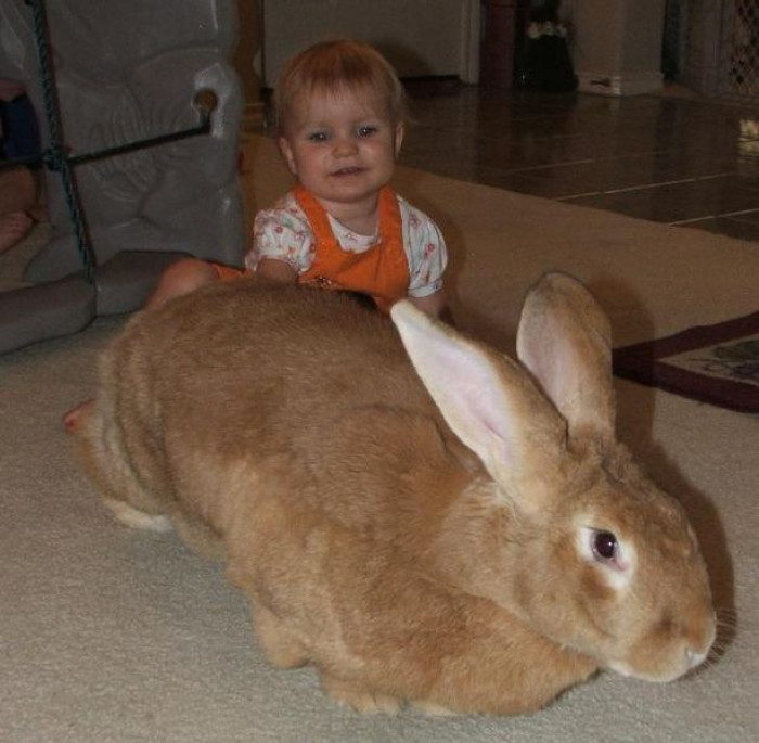 7 Interesting Facts About The Largest Breed of Rabbit - Flemish Giant Rabbit