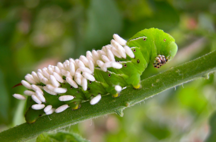 7 Mind-Boggling Facts About Parasitic Wasps